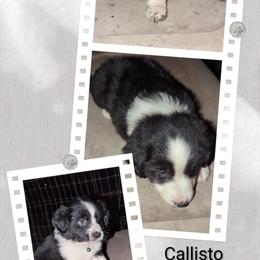 Australian Shepherd and Great Dane Puppies from AEW Farm