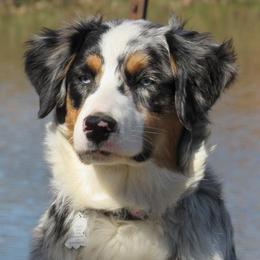 Australian Shepherds from Lazy J Aussies