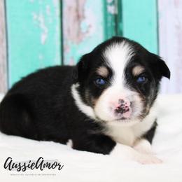 Black Tri 2 blue eyes - Black tri male Miniature Australian Shepherd puppy in Pinehurst, Texas from Aussie Amor
