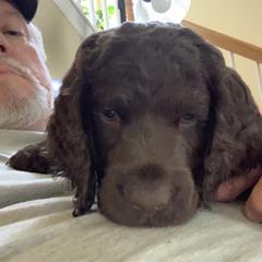 Boykin Spaniel Puppies from Indian Field Boykins