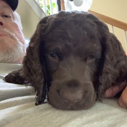 Boykin Spaniel Puppies from Indian Field Boykins