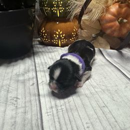 Pecan - Black and white female Shih Tzu puppy in Success, Missouri from Records Precious Puppies
