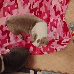 Girl 2 - Boston Terrier puppy in Superior, Arizona from BostonTerriersAZ