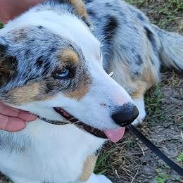 Cardigan Welsh Corgis and Pembroke Welsh Corgis from Corgi Cutees