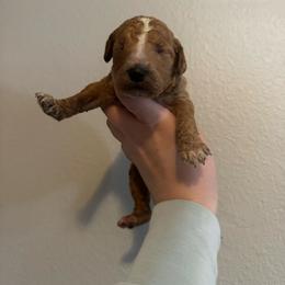 Stripe - Apricot male Goldendoodle puppy in Sanford, Florida from Florida Coast Golden Doodles