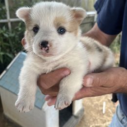 Girl 3 - Sable merle and white female American Corgi puppy in Sequatchie, Tennessee from Green Star Farm Corgis
