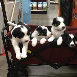 Border Collie Puppies from Duncan's Border Collies