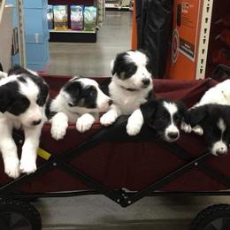 Border Collie Puppies from Duncan's Border Collies
