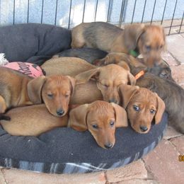 Dachshund Puppies from Rondo's Wirehairs