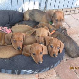 Dachshund Puppies from Rondo's Wirehairs