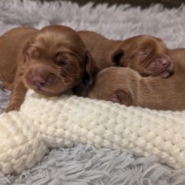 Oliver - Red  male Goldendoodle puppy in Atco, New Jersey from Flannery’s lucky puppies 🍀