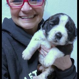 Green Collar - Mahogany and white female Saint Bernard puppy in New Philadelphia, Ohio from Fletchers Saints