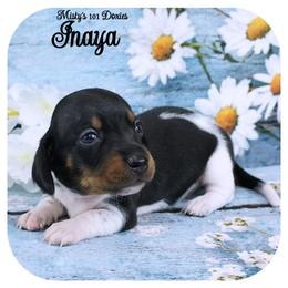INAYA - AKC Registered - Black and tan female Dachshund puppy in Graceville, Florida from Misty's 101 Doxies