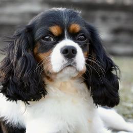 Cavalier King Charles Spaniels, Cavapoos, Companion Crosses, and Papillons from Taliaferro Kennel