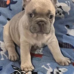 French Bulldog Puppies from Frenchie Perfection