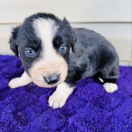 Ash - Black & white male Australian Shepherd puppy in Charlotte, North Carolina from Awesome Aussies