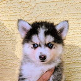 Ranger-2500 - Black and white male Pomsky puppy in Spring Hill, Florida from www.PuppyTimeEmporium.com