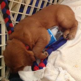 Golden Retriever Puppies from Personalized Dog Training - Windisch Goldens