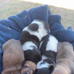 Dachshund Puppies from Brooke Brumley