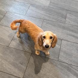 Theo - Cream male Dachshund puppy in Troup, Texas from East Texas Dachshunds