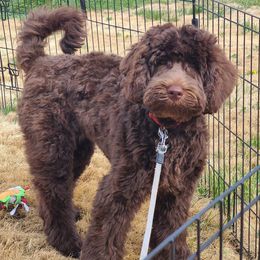 Goldendoodle Puppies from Old Home Place Doodles