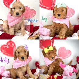 Goldendoodle Puppies from Doodle Love ❤️