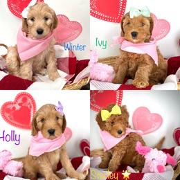 Goldendoodle Puppies from Doodle Love ❤️