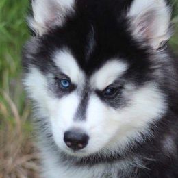 Siberian Huskies from Lycan Ranch: Call of The Wild