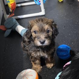 Choc - male Havapoo puppy in Medina, Ohio from Momma's Minis