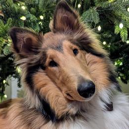 Woodpecker Farms Flower of Scotland - Scottish Collie puppy in Lynden, Washington from Woodpecker Farm