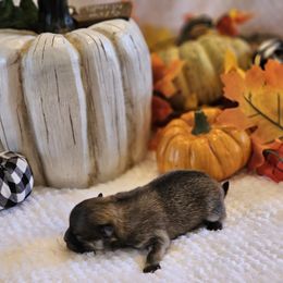 Boy 4 - Cream sable male Pomeranian puppy in Austin, Texas from Heart Of Texas Pom's