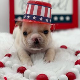 Red collar - French Bulldog puppy from Big Daddy Frenchies