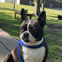 Berry - Boston Terrier
