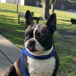 Berry - Boston Terrier