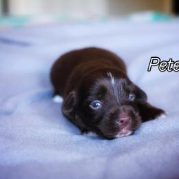 Peter - Red male Miniature American Shepherd puppy in Battle Ground, Washington from Casita Miniature American Shepherds