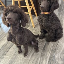 Goldendoodle and Poodle All Grown Up from Whiskey Row Royals
