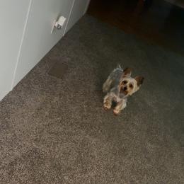Ice - Yorkshire Terrier
