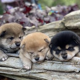 Akita and Shiba Inu Puppies from Day Dream Shiba Inu’s