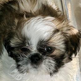 Lizzy - Tricolor female Shih Tzu puppy in Victorville, California from Precioustzus