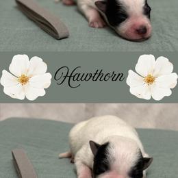 Hawthorn - Blue mottled male Australian Cattle Dog puppy in Seneca, Missouri from MO Morningstar Heelers