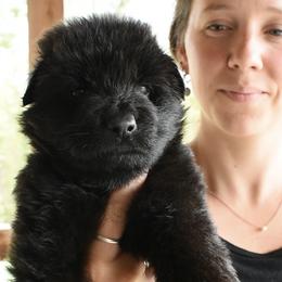 Hallow - Black female German Shepherd puppy in Virginia from Stahlhaus ( Previously Buffelbach Farmstead Shepherds)