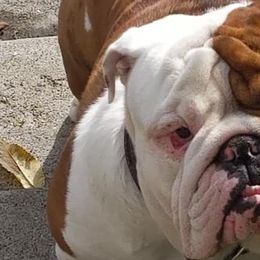 Bulldogs from Kelly M Sikes' Bulldogs