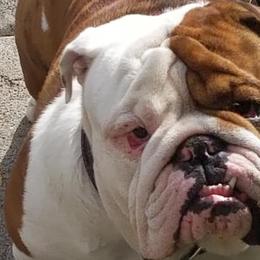 Bulldogs from Kelly M Sikes' Bulldogs