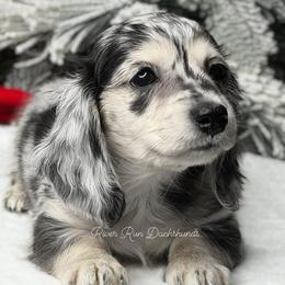 Dachshund Puppies from RRD