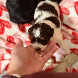 Cammy - Parti female Schnoodle puppy in Warrensburg, Missouri from Dreamer Ridge Puppies