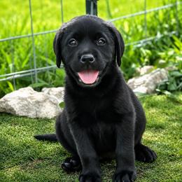 Dixie - Black female Dilute Retriever puppy in Baldwin City, Kansas from Hedge Lane Labradors