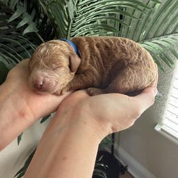 Blue Collar - Red male Assorted Doodle Crosses puppy in Marysville, California from Dailey Doodles and Dachshunds