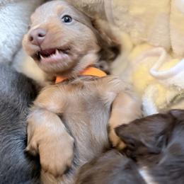 Miles Fisher-AKC - Fawn (isabella) and tan male Dachshund puppy in Caulfield, Missouri from Hocomo Hollow Doxies