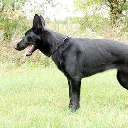 Roxy - German Shepherd