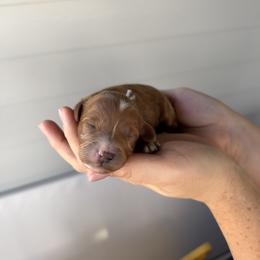 Light blue - Red  male Goldendoodle puppy in Meridian, Idaho from Goldendoodle of Idaho